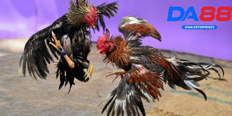 Các kèo cược đá gà tre Các kèo cược đá gà tre