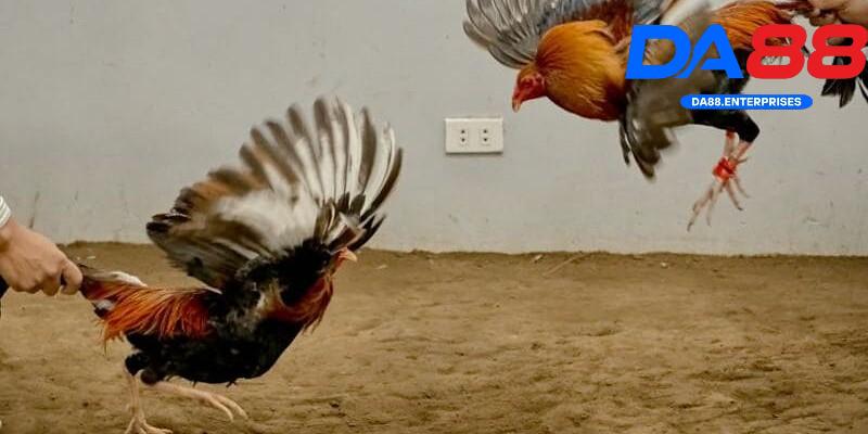 Khám phá trò đá gà tre Khám phá trò đá gà tre