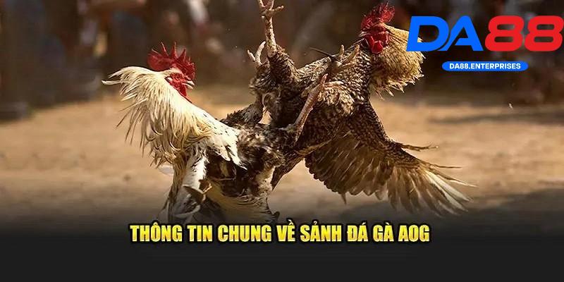 Giới thiệu sảnh AOG Đá Gà Giới thiệu sảnh AOG Đá Gà